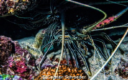 Lobster by Carsten Schroeder 